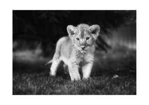 Young Lion 30x21