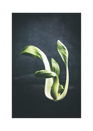 Young Pak Choi 21x30