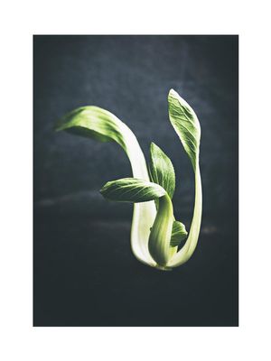 Young Pak Choi 30x40