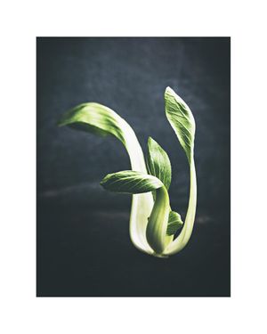 Young Pak Choi 40x50