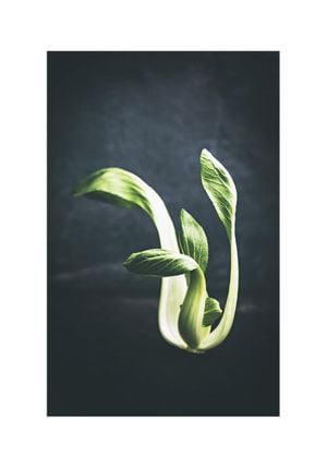 Young Pak Choi 70x100
