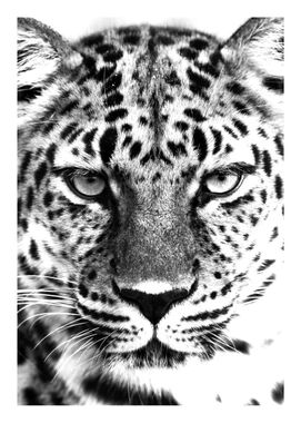 Purchase Leopard Black And White Poster Online | DearSam.eu