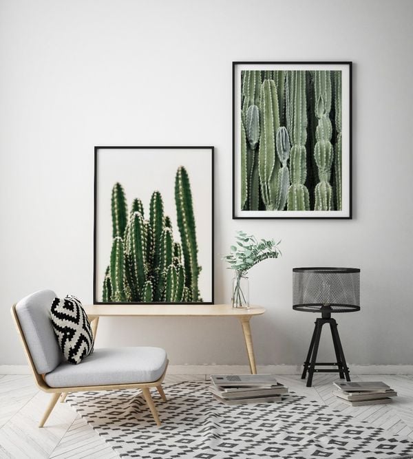 Cactus Family