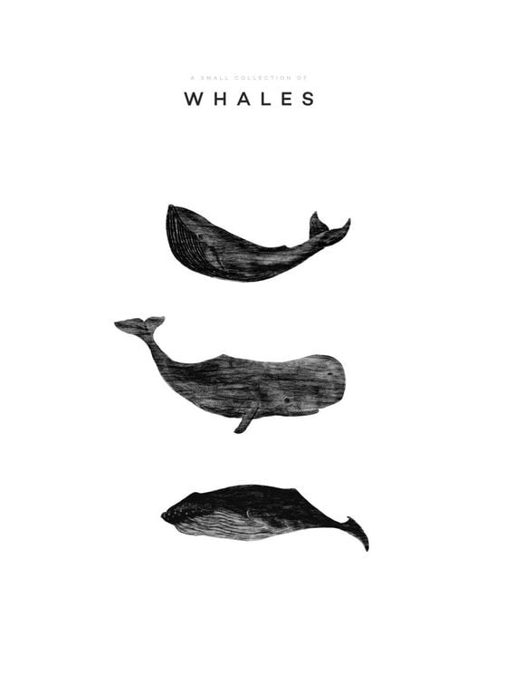 A Small Collection Of Whales
