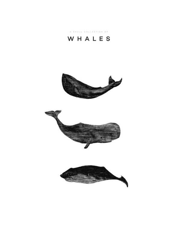 A Small Collection Of Whales