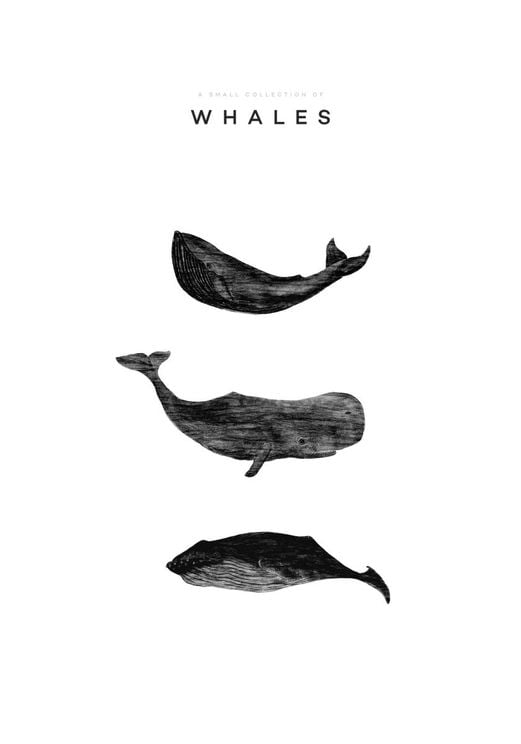 A Small Collection Of Whales