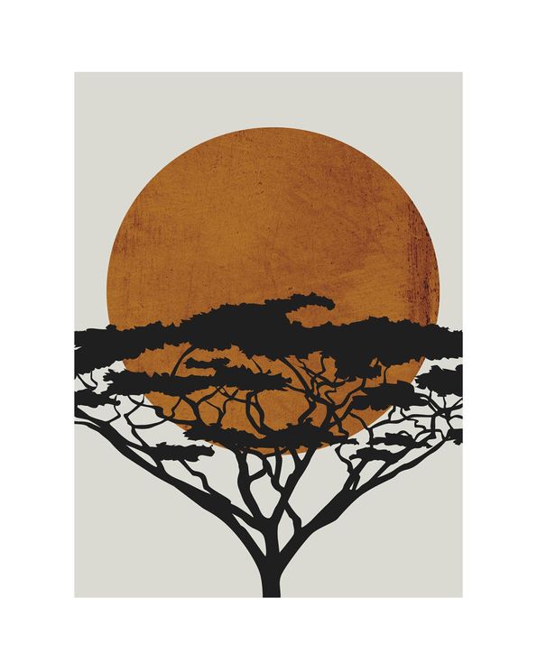 Acacia Sun