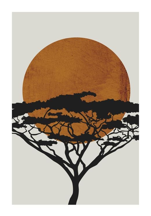 Acacia Sun