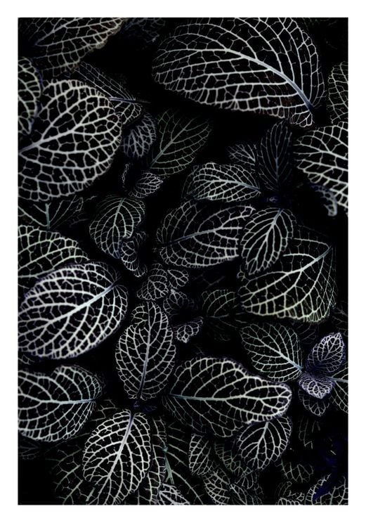 Acanthaceae Leaves