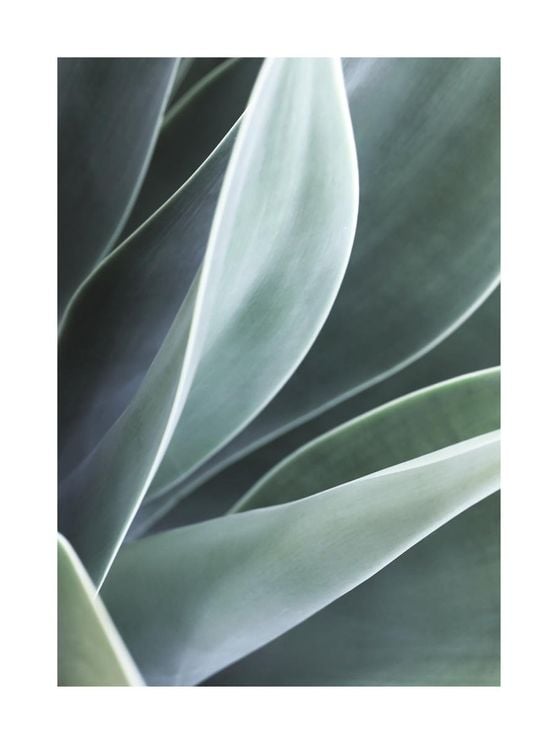 Agave Agave