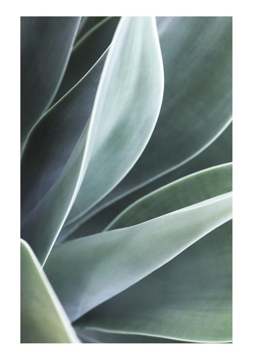 Agave Agave