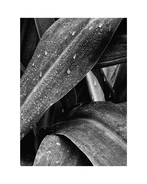 Agave Darkness