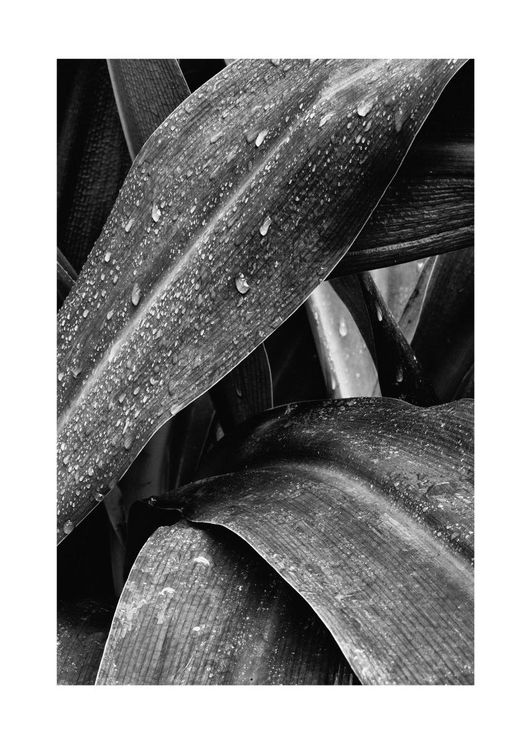 Agave Darkness