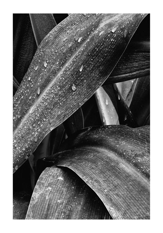 Agave Darkness