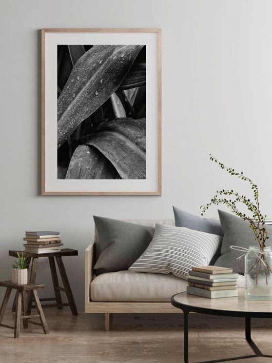Agave Darkness