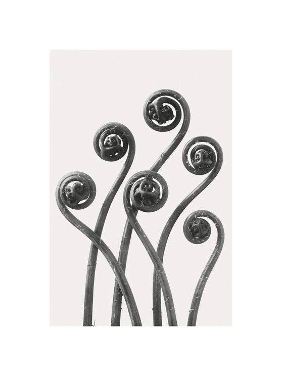 American Maiden Hair Fern By Karl Blossfeldt