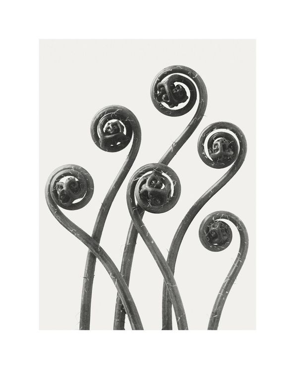 American Maiden Hair Fern By Karl Blossfeldt