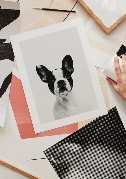 Animal Front Bulldog