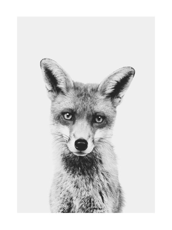 Animal Front Fox