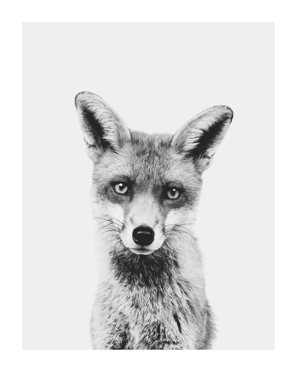 Animal Front Fox