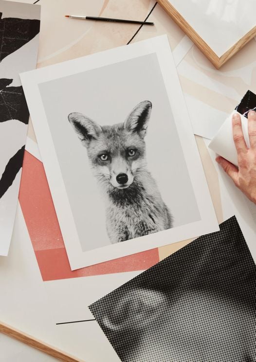 Animal Front Fox