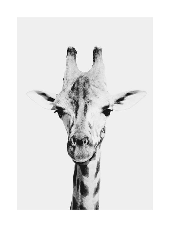Animal Front Giraffe