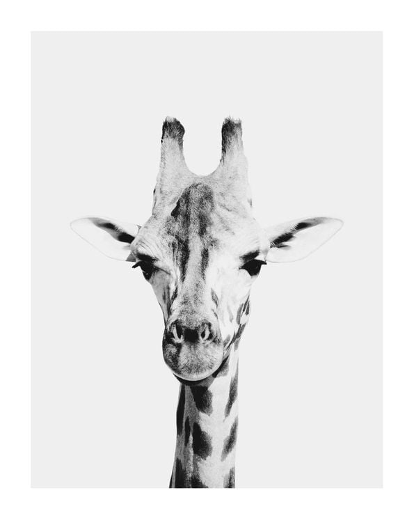 Animal Front Giraffe