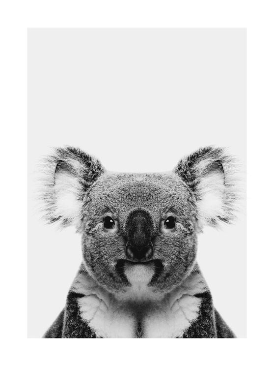 Animal Front Koala