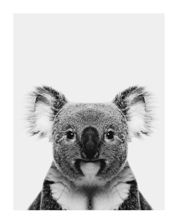 Animal Front Koala