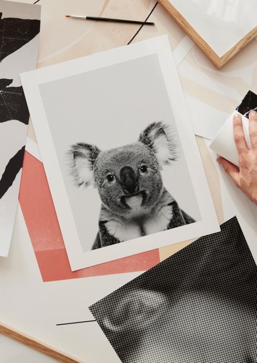 Poster Online Purchase Animal Koala Front