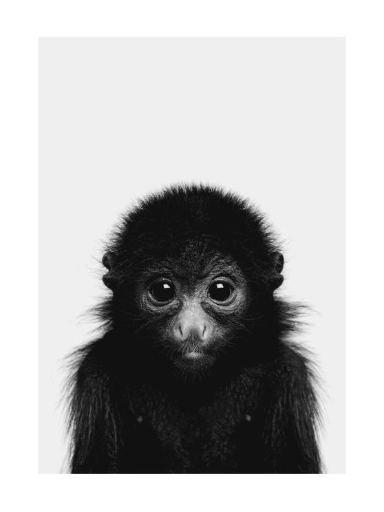 Animal Front Monkey