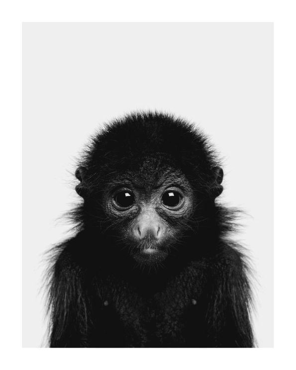 Animal Front Monkey
