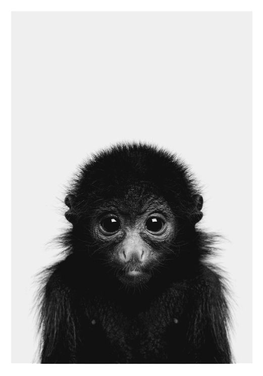 Animal Front Monkey