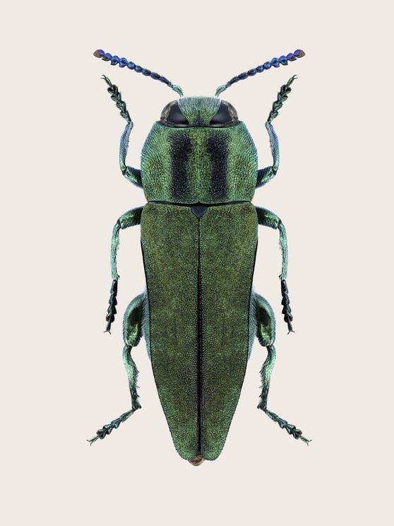 Anthaxia Green Beetle