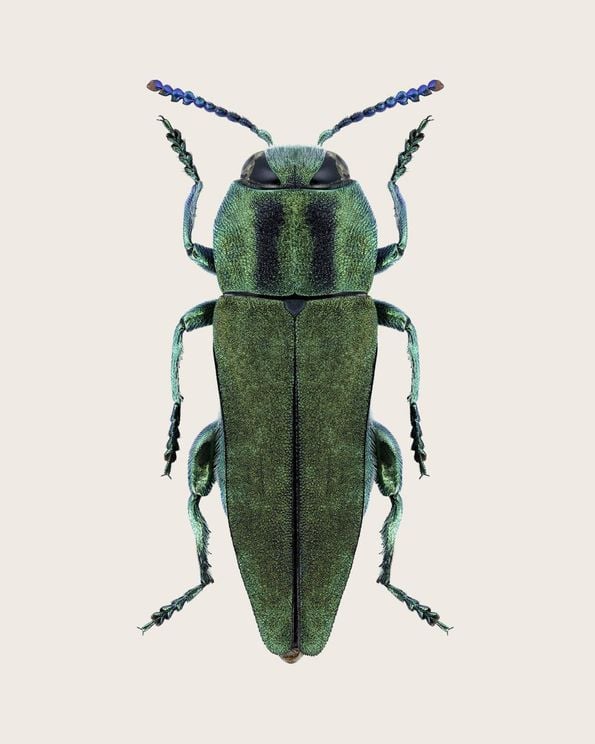 Anthaxia Green Beetle