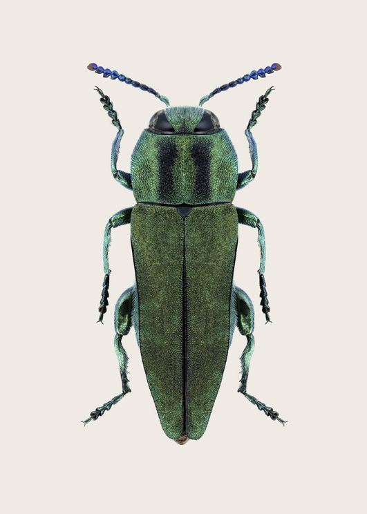 Anthaxia Green Beetle