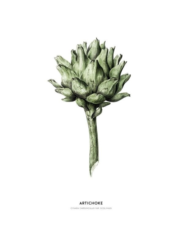 Artichoke Illustration