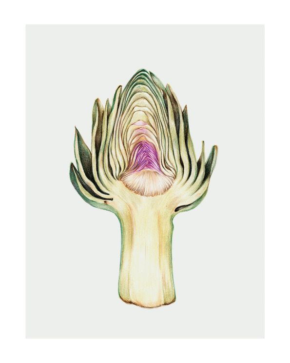 Artichoke In Watercolor