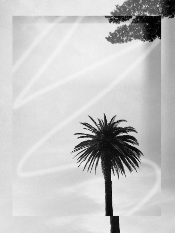 Artsy Palm