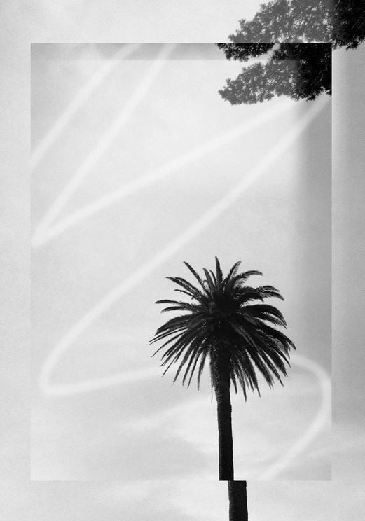 Artsy Palm
