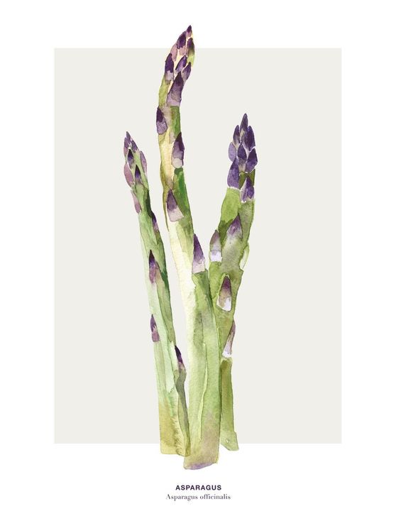 Asparagus