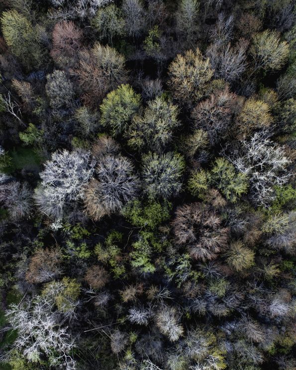 Autumn Forest