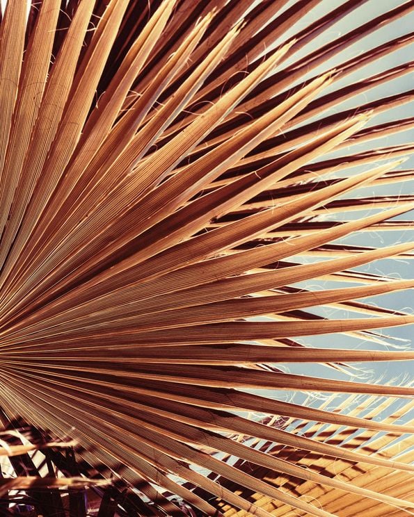 Autumn Palm 2