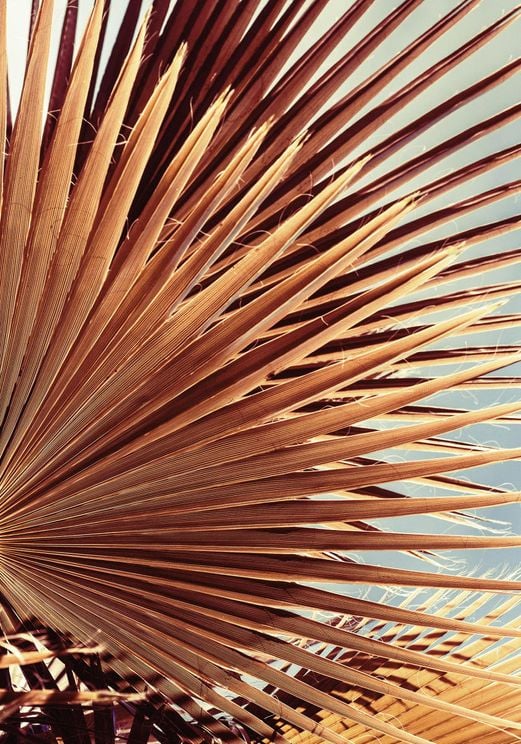 Autumn Palm 2
