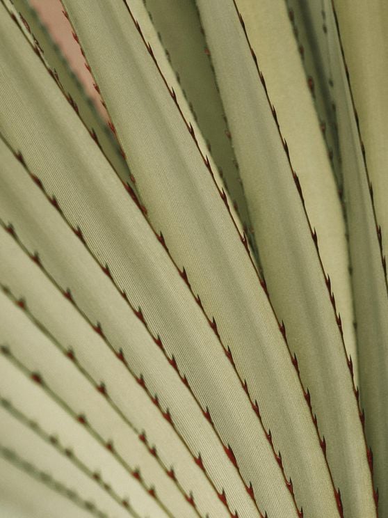 Autumn Palm 3