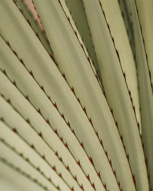 Autumn Palm 3