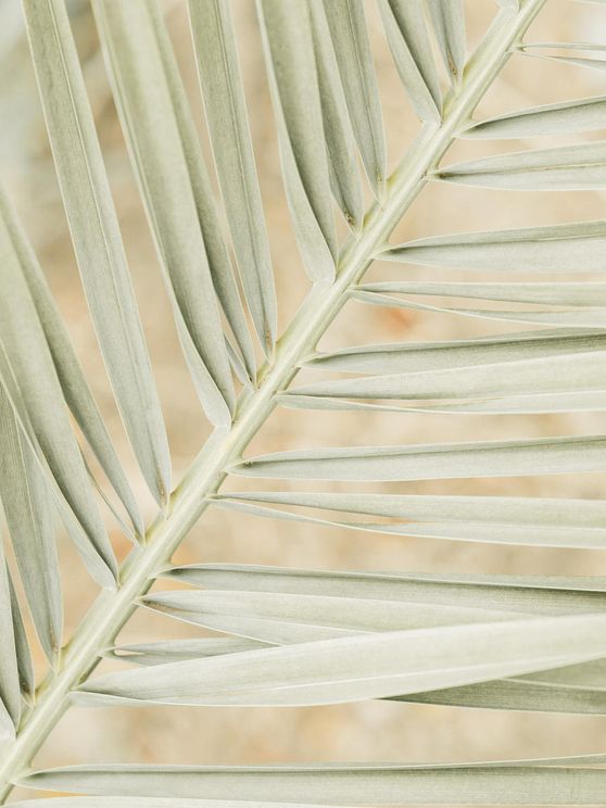 Autumn Palm
