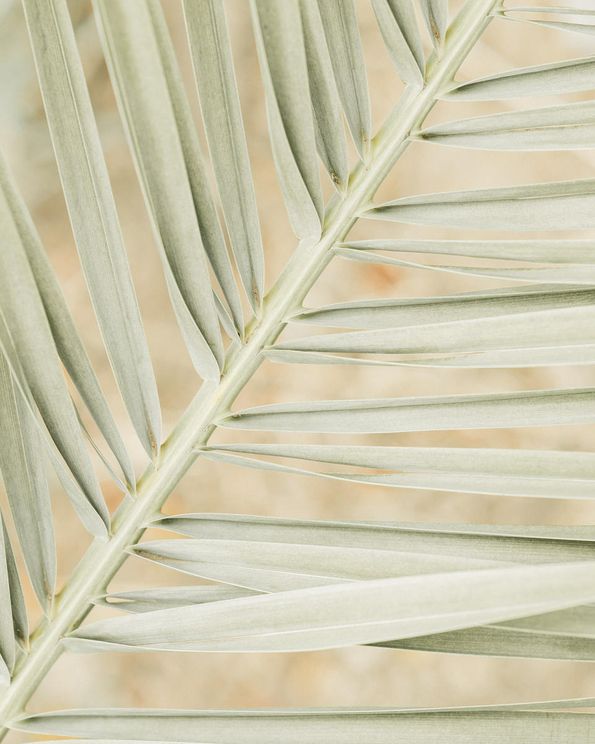 Autumn Palm