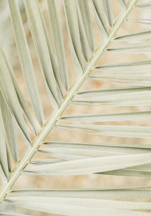 Autumn Palm