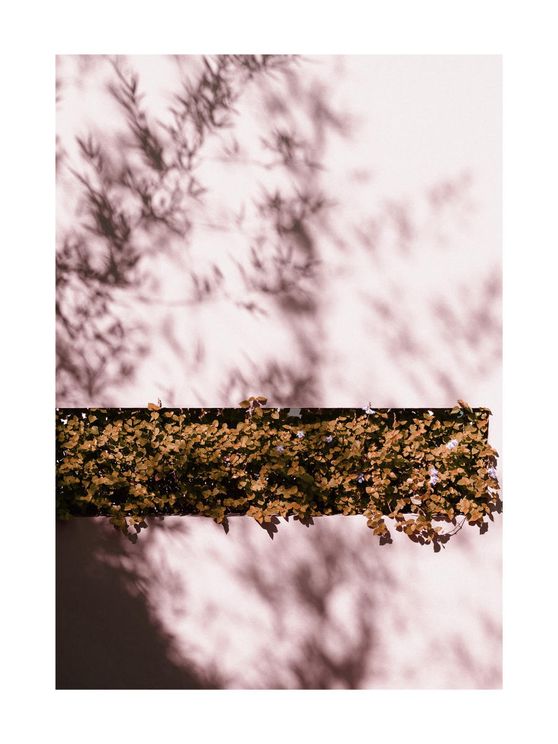 Autumn Shadow